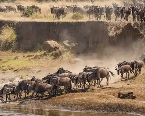 7-Day Tanzania Safari - Migration Crossing Mara River