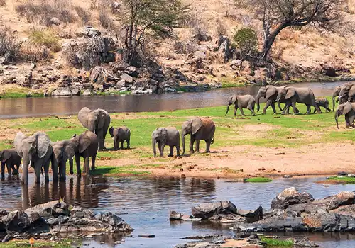 Elephant Herd in Ruaha National Park - Wildlife Sanctuary