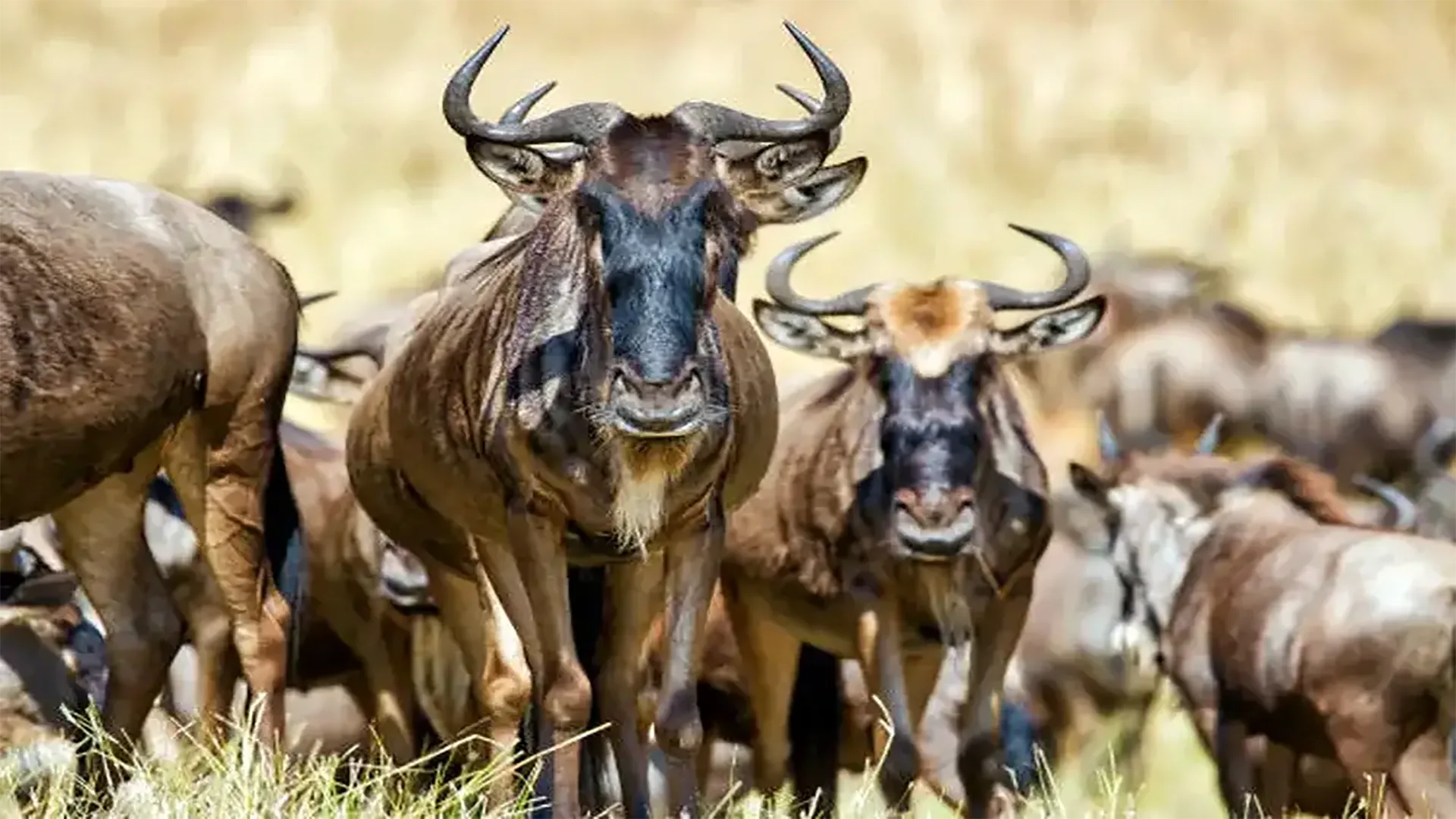 5-Day Tanzania Safari – Migration Wonders in Ndutu