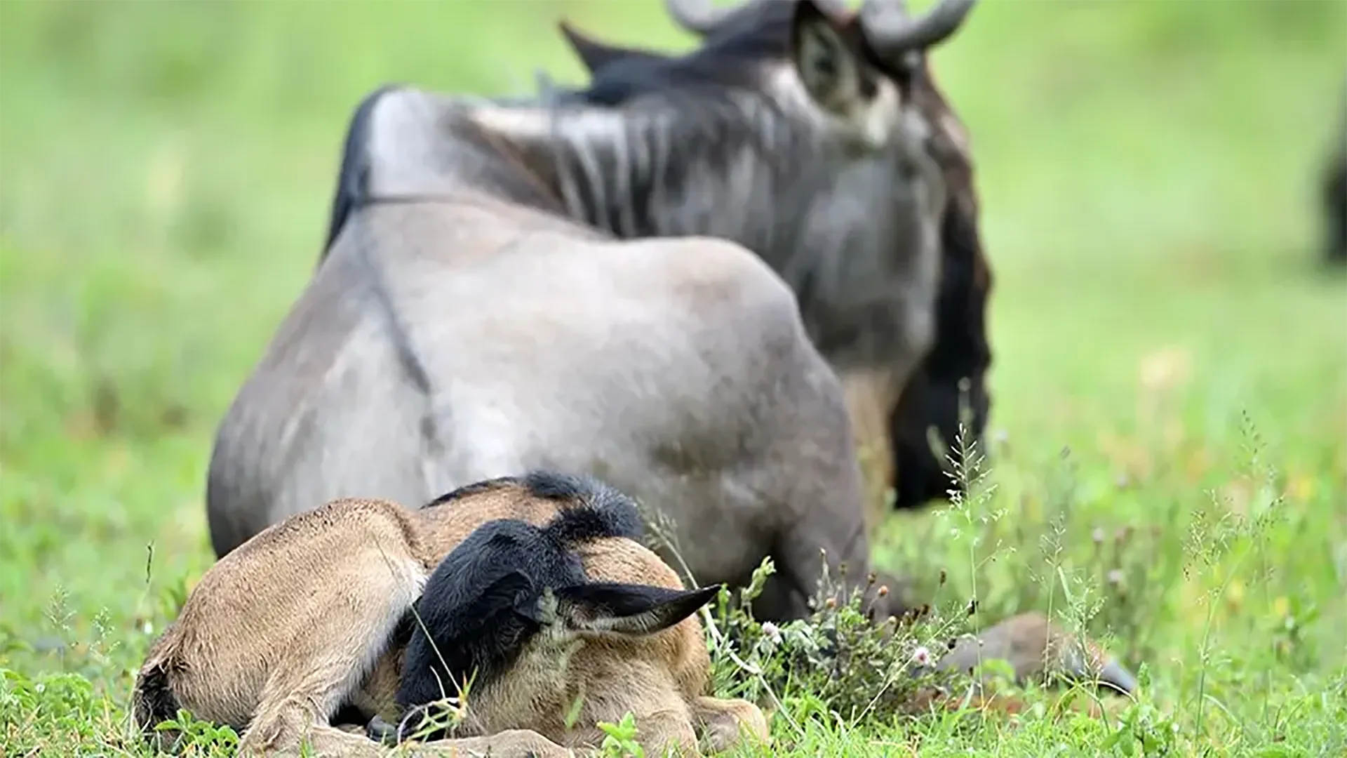 6-Day Safari Tanzania – Ndutu Wilderness Adventure