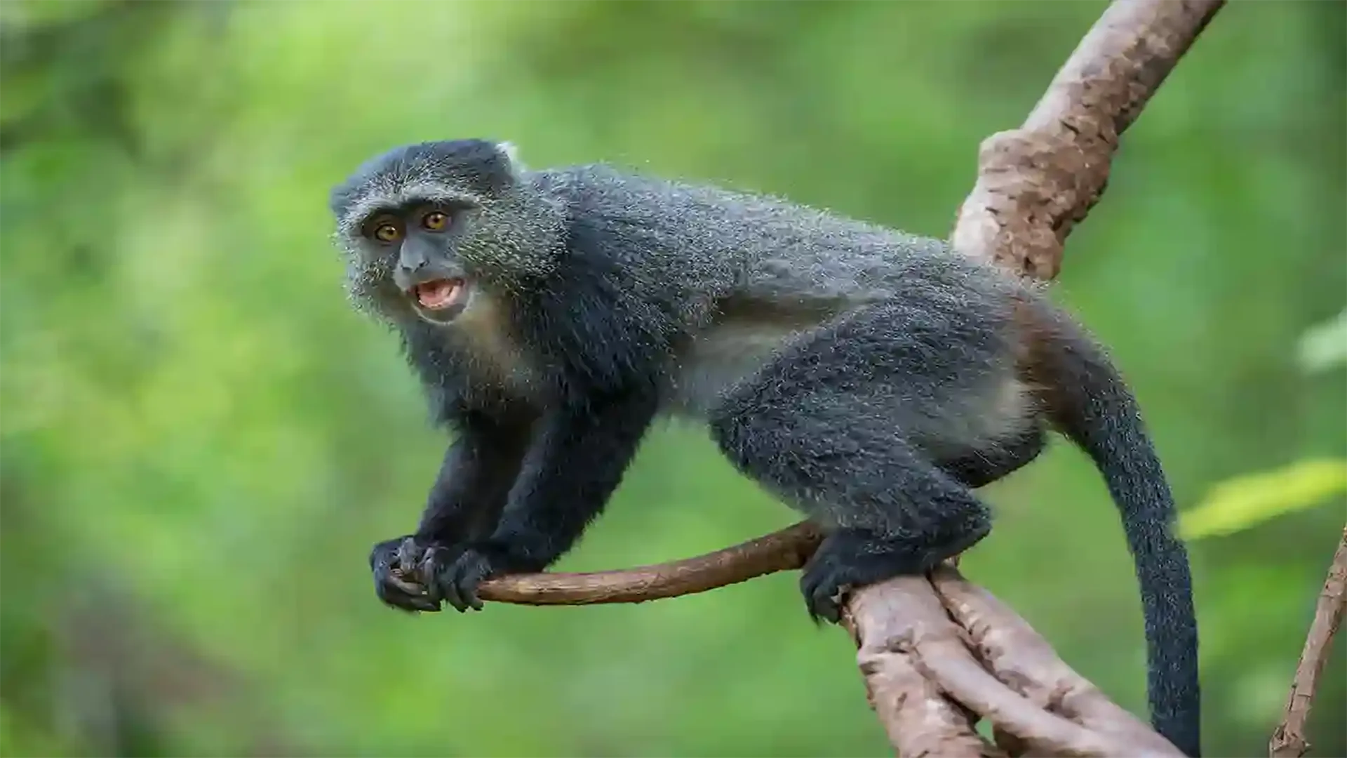 Budget Safaris In Tanzania