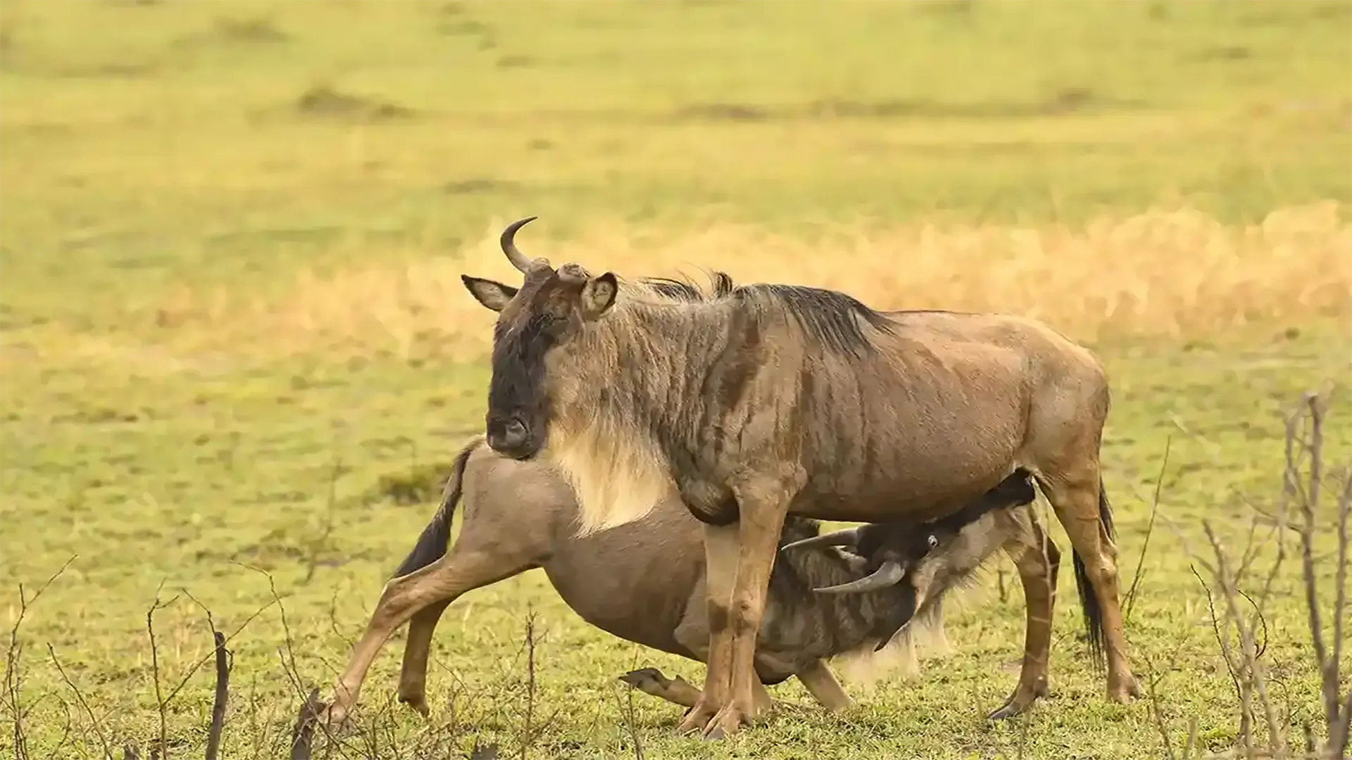 Serengeti Calving Season Safaris