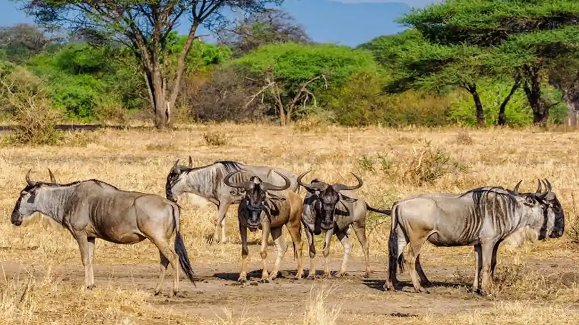 Unmatched Cheetah & Lion Hunting