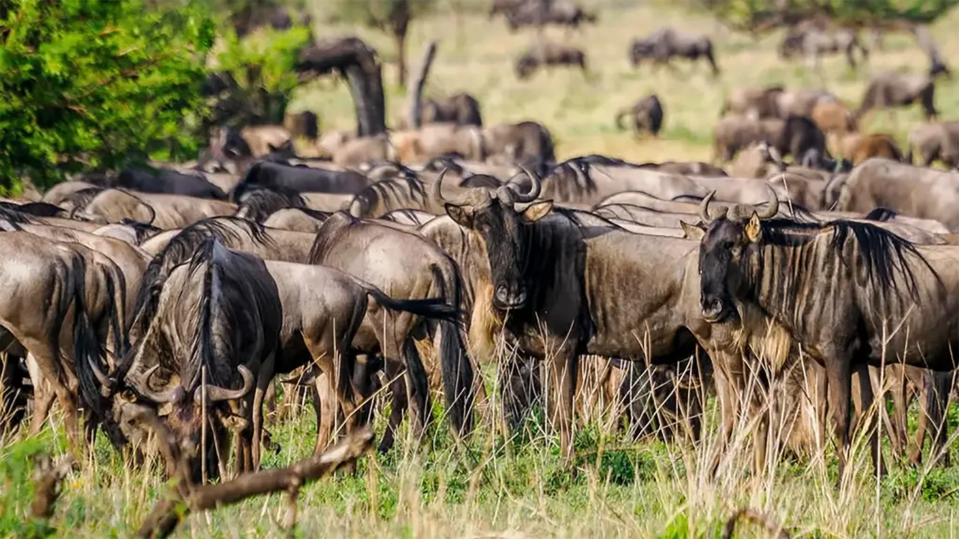 Serengeti Ndutu Wildebeest Calving Season