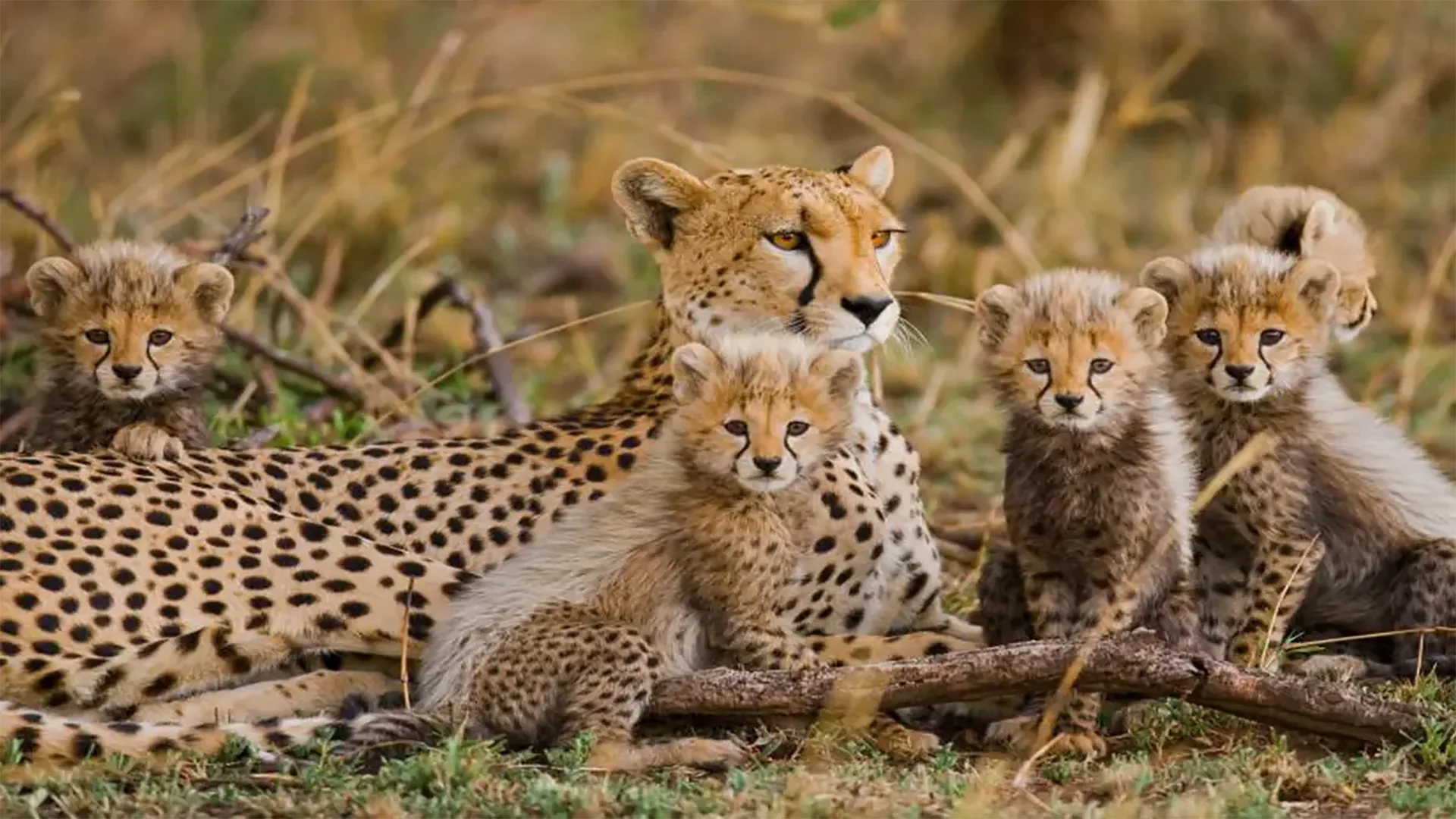 Educational & Fun Bush Experiences