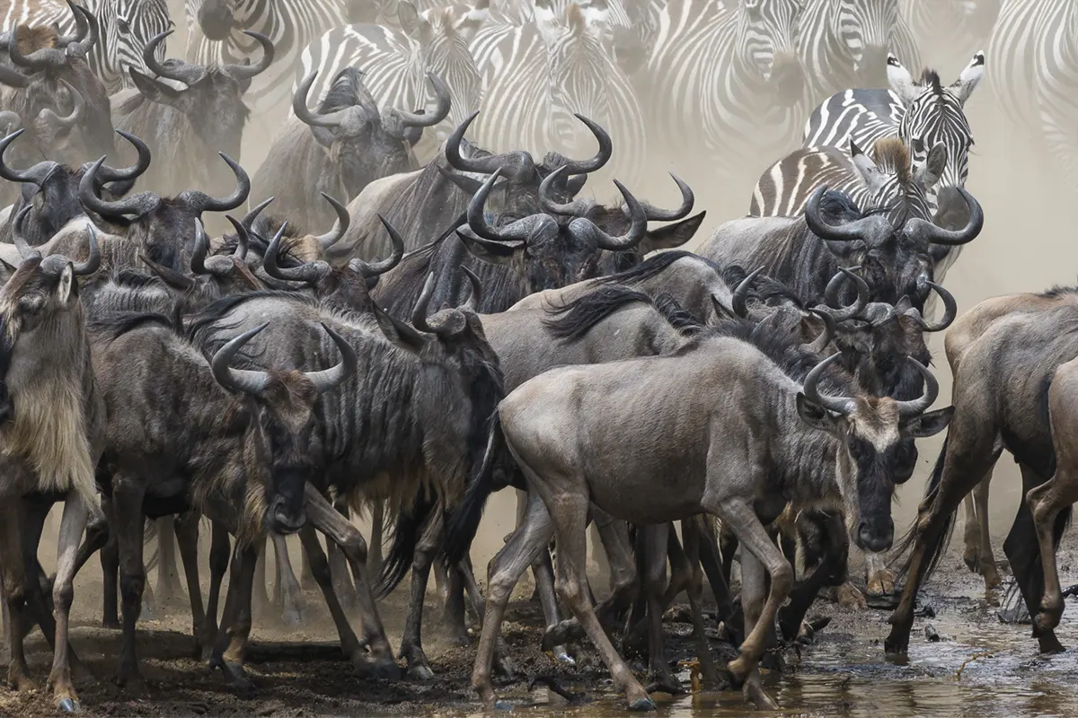 Serengeti Great Migration Wildebeest 365 Day Cycle
