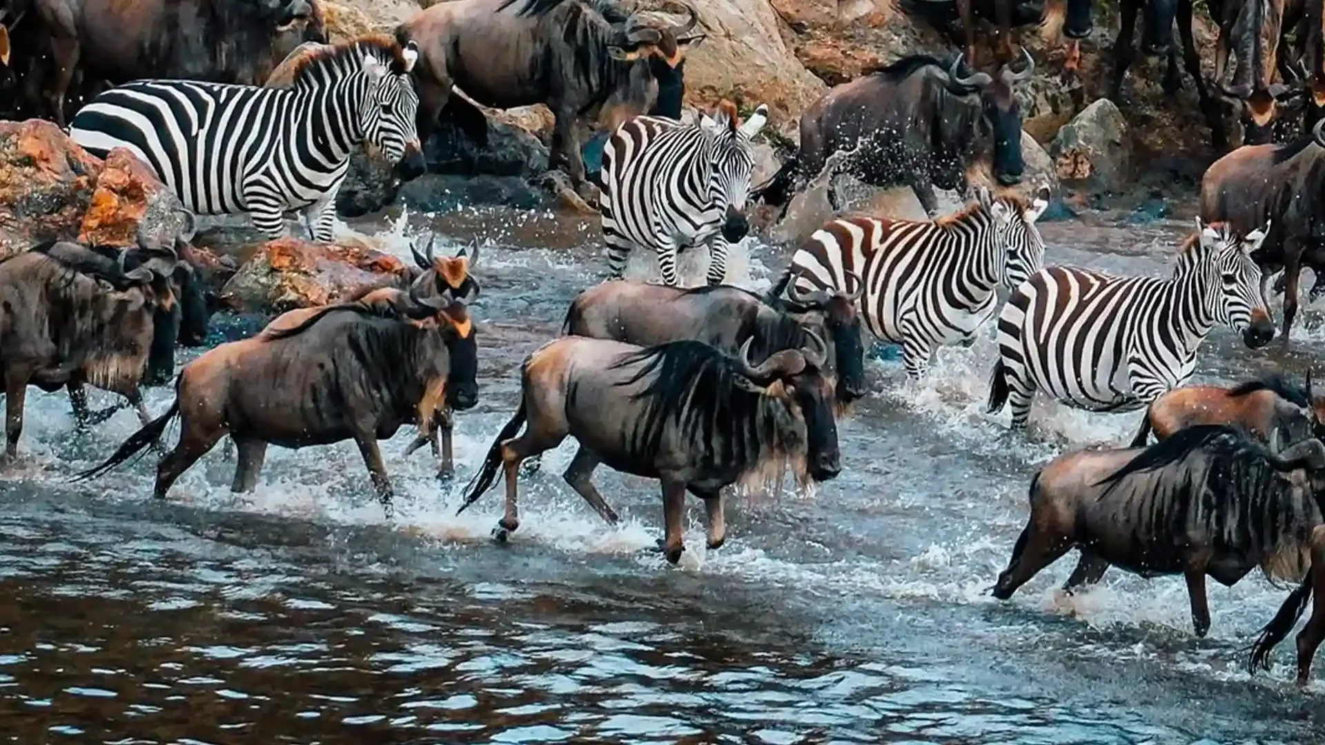 Great Wildebeest Migration in Serengeti, Tanzania - Annual Wildlife Event