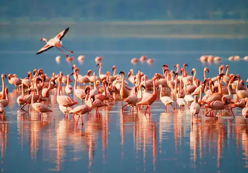 Pink Flamingos at Lago Manyara, Tanzania - Bird Watching Paradise