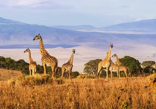 Cratere di Ngorongoro Rim - Scenic Views of the Caldera