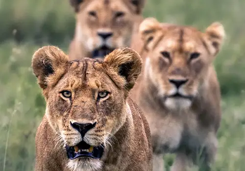 Parco Nazionale di Ruaha - Grandi Felini Reserve in Southern Tanzania