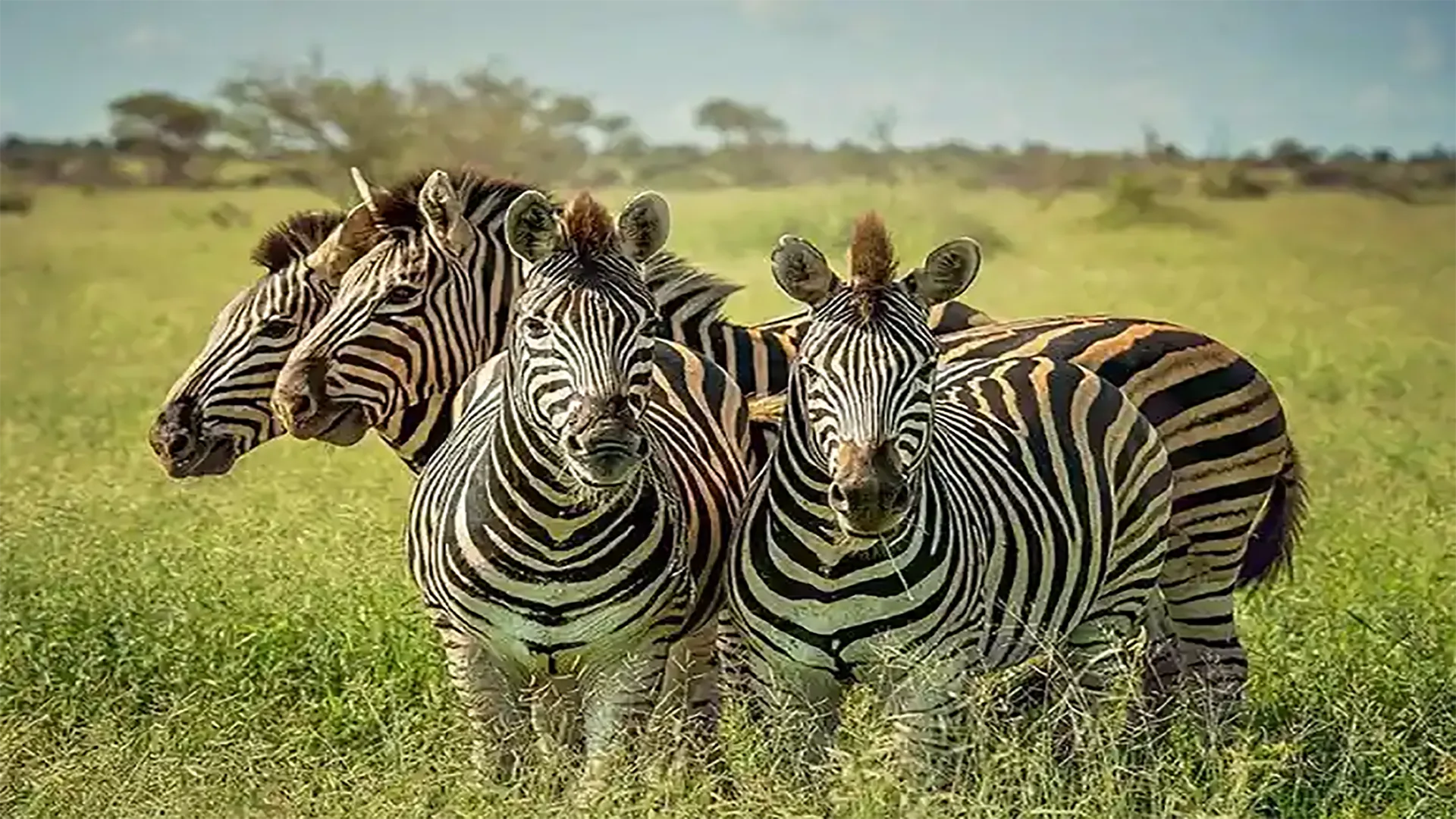 Safari di 3 Giorni – Un Viaggio Indimenticabile