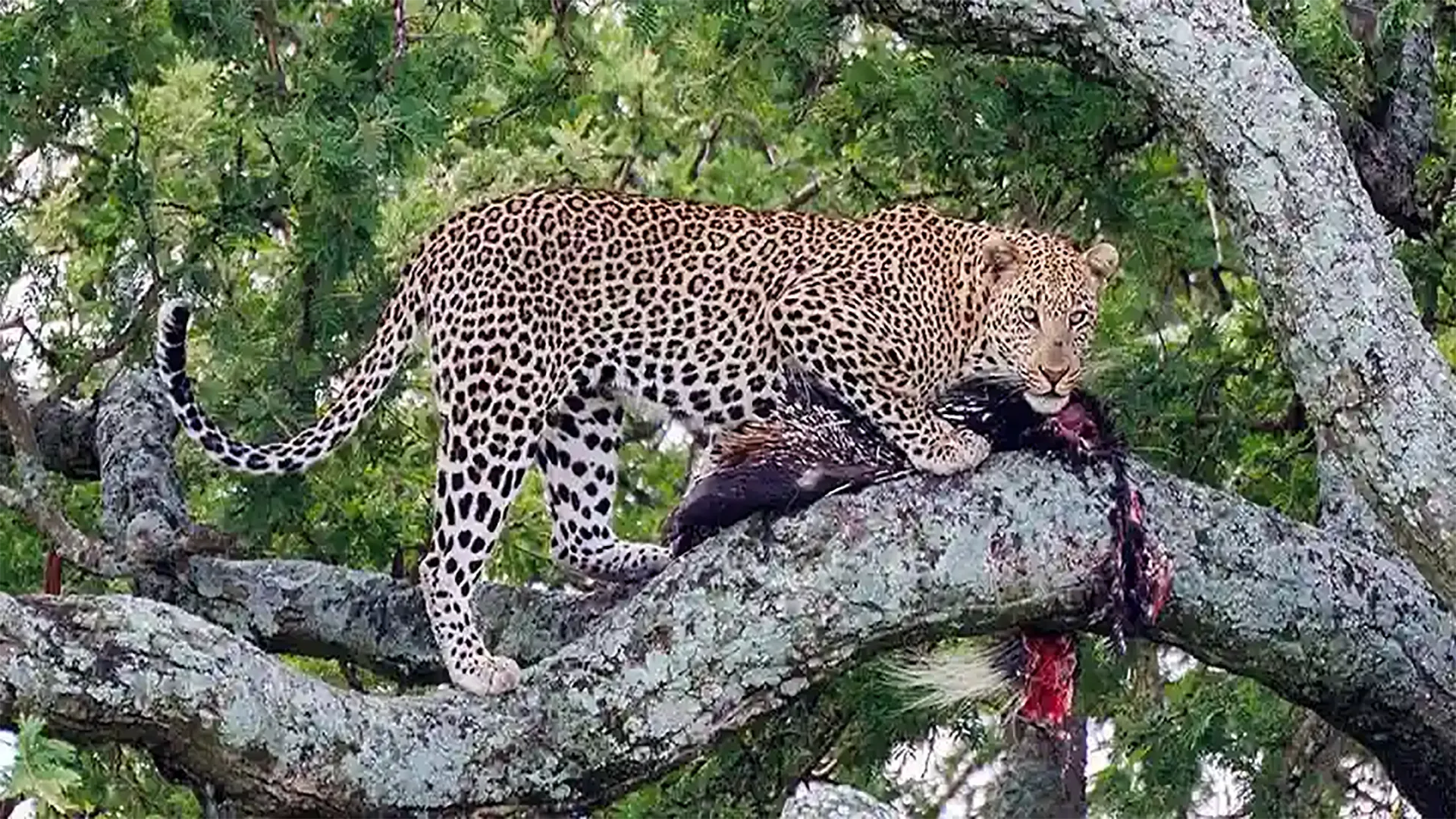 3-Day Tanzania Safari Into the Heart of Africa