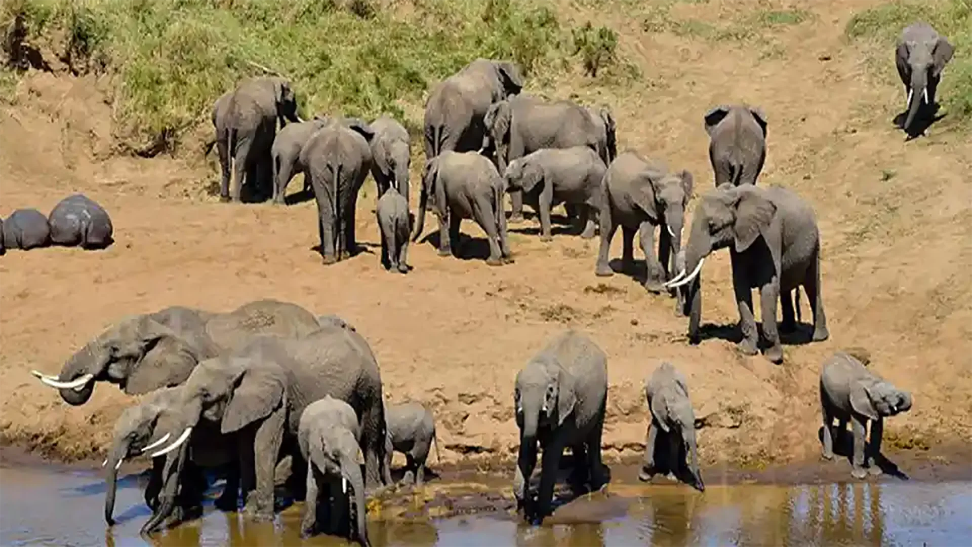 Safari di 4 Giorni nel Circuito Nord della Tanzania
