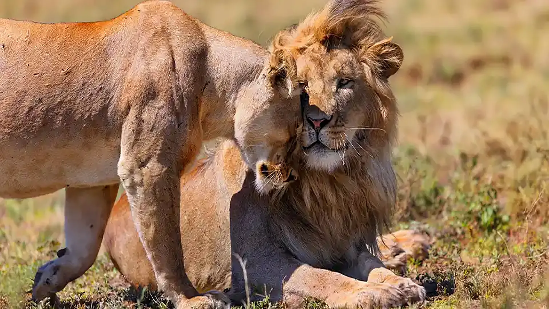 4-Day Elephants to Crater Safari