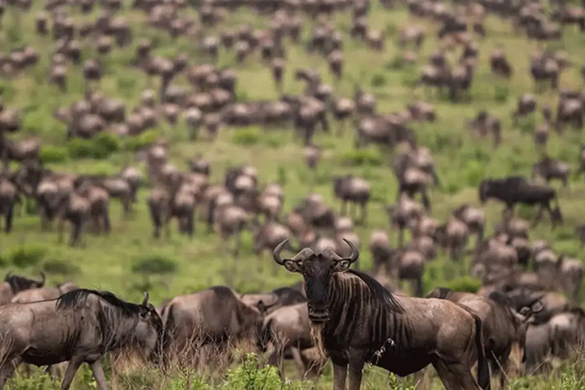 4-Day Peak Season Serengeti Migration