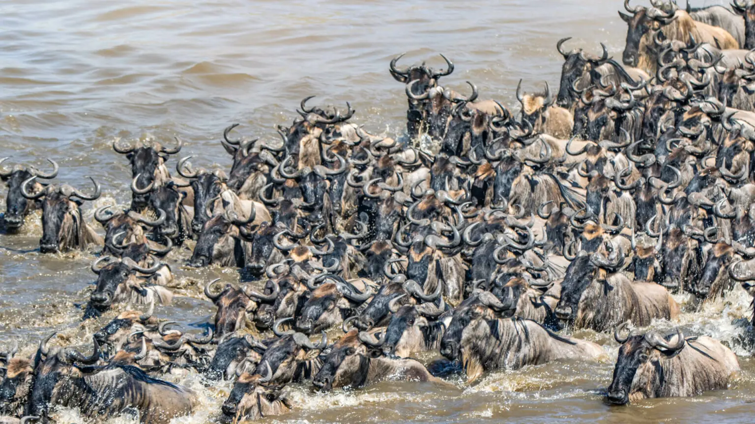 4-Day La Grande Migrazione Serengeti & Crater Safari