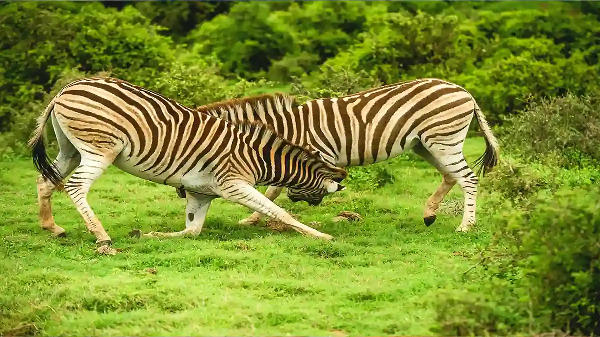 Safari di 5 Giorni a Ndutu – Esperienza Unica
