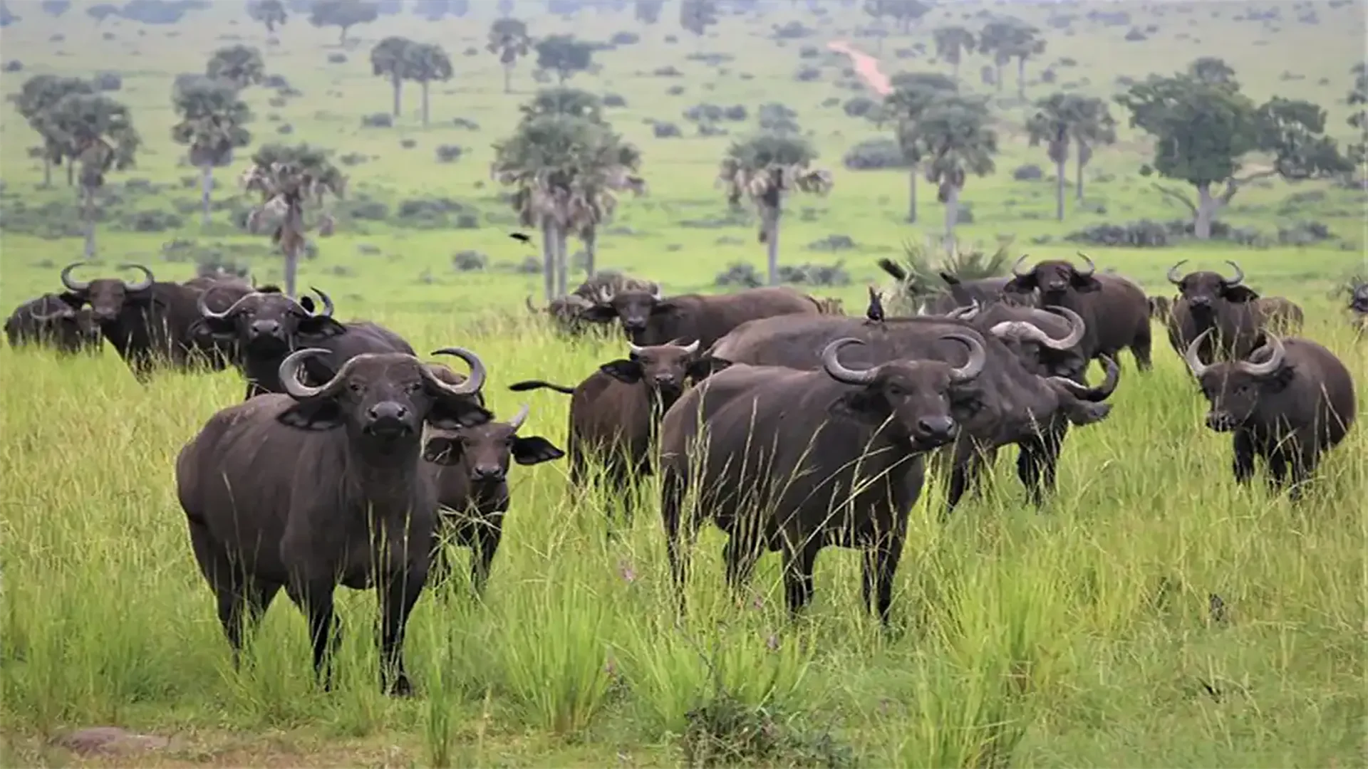 Safari di 5 Giorni – Capolavoro della Natura