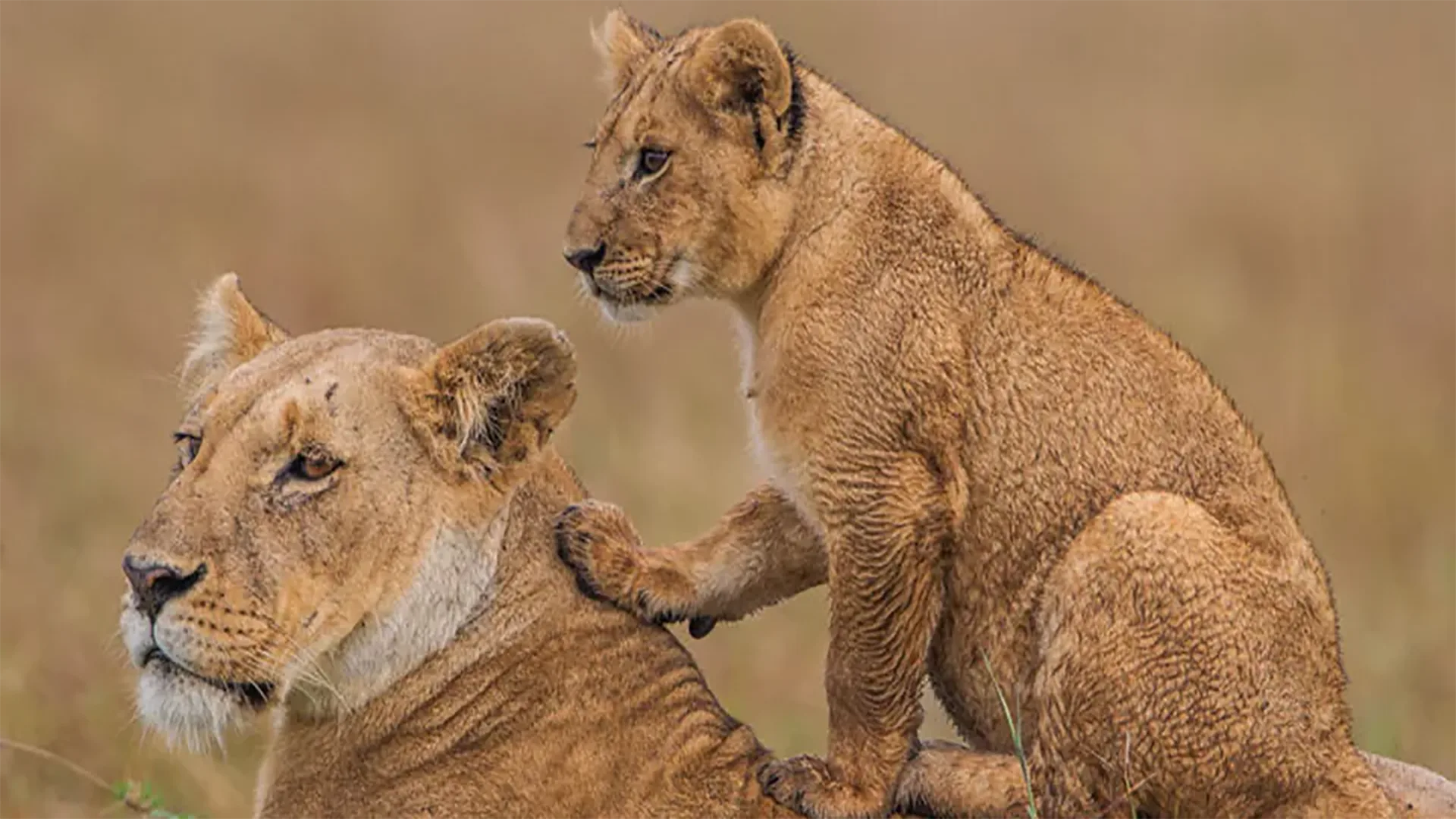Safari Economico di 7 Giorni tra la Fauna Selvatica