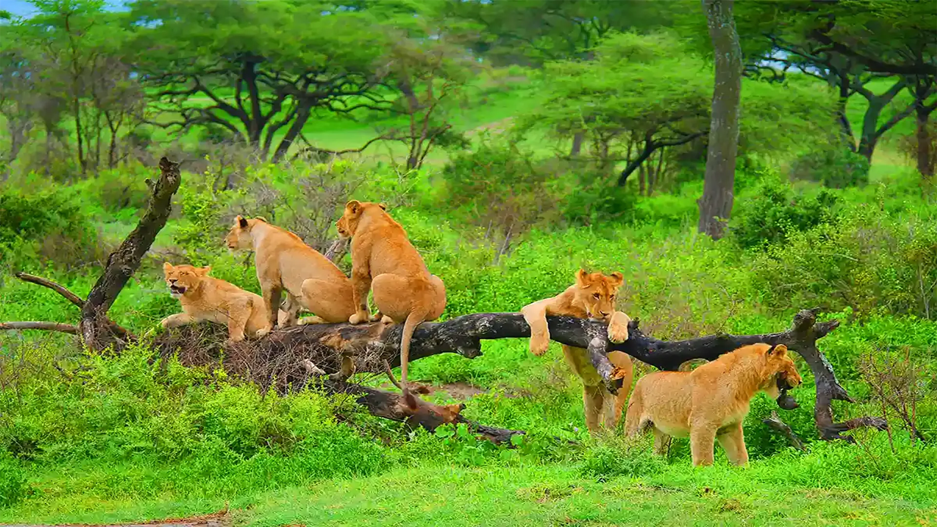 Safari di 7 Giorni nel Sud della Tanzania – Sentieri Selvaggi