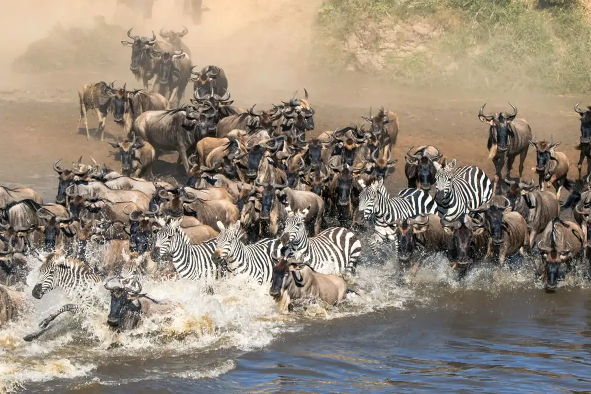 Cheap Serengeti Northern Circuit Safari