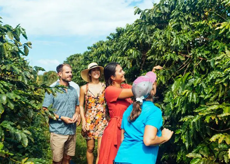 Raccolta e tostatura tradizionale del caffè arabica in una piantagione biologica ad Arusha
