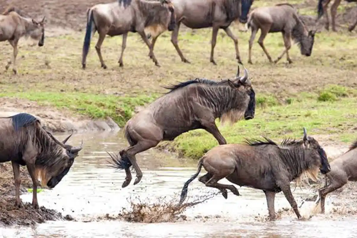 The Great Wildebeest Migration Safari