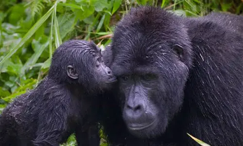 Trekking Gorilla Bwindi in Volo 3 Giorni
